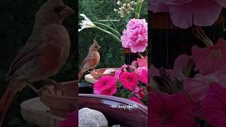 ️the juvenile cardinal may not have developed its vibrant colors yet, but it's undeniably adorable