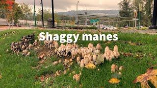 Shaggy mane mushrooms - Urban edible fungi