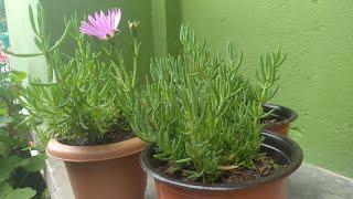 Delosperma propagate | Hardy Iceplant | opening & closing their flowers as they wet or dry | Tips