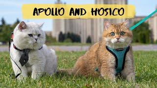 Apollo and his friend Hosico finally met