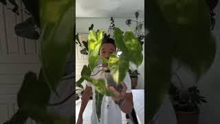 Colecionadores de plantas entenderão… #plantas #colecionadores #coleção