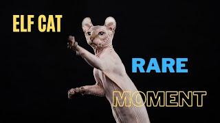 Elf Sphynx Cat - This Very Rare Moment Is Incredible!