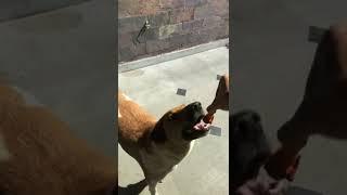 My Street dog eating spicy chicken- short video