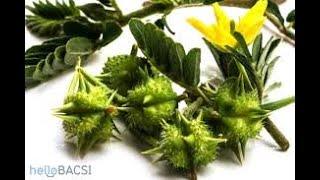 Viên sủi Xtraman chính hãng