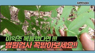 이약초 복용했다면 병원혈액검사 꼭받아보세요  약초가 아니라 독초입니다