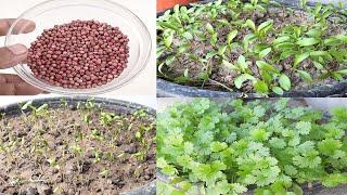 Magical way to Grow Coriander In just 3 Days