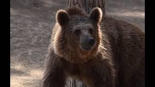 John Petranyi's Fatal Grizzly Bear Attack In Glacier National Park