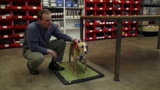How To Adjust The Web Master Harness:  A Ruffwear Quick Start Video