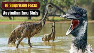 10 Surprising Facts About Australian Emu Birds