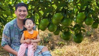 Harvesting citrus fruits, Daily life of a 20 year old single father- Kiên Giang Free Life-