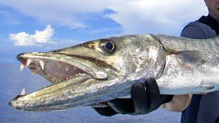 Best Barracuda Lures (For Trolling & Sight Fishing)