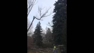 Slow motion tree cutting