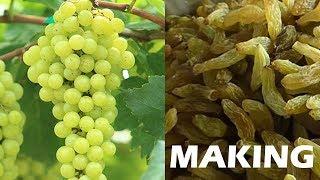 #Raisins production process | Dry Grapes Making Process street food