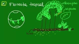 Floresta tropical - Ecologia - Biologia