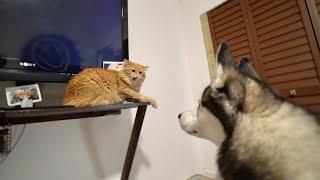 When a Puppy Husky Meets a Cat for The FIRST Time Ever..