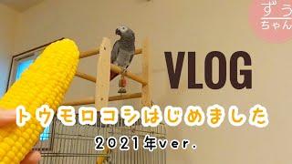 [Studying Japanese with a African Gray Parrot] The corn season has arrived in Japan!