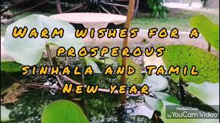 Awrudu cover /Vishwa kularathna /Teri mitti Raban mix/සුභ අලුත් අවුරුද්දක් වේවා..