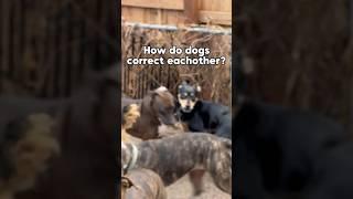 How dogs correct each other - Dog behaviour & psychology 101. #dog #dogpsychology #dogbehavior