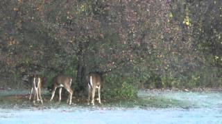 Bambi and friends eating from the apple tree