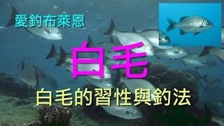 (4) 白毛的習性與釣法【知魚不龜系列】