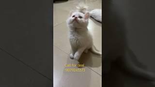 White persian available for sale #shorts #youtubeshorts #persiancatslovers