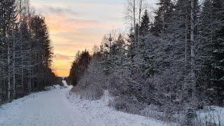 My Lapland Adventure (5/5) Forest Walk and The Return to The Netherlands