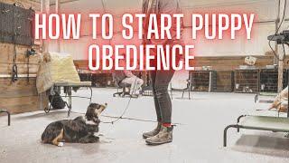 How To Start Puppy Obedience (Luring, Marker Training, etc.)