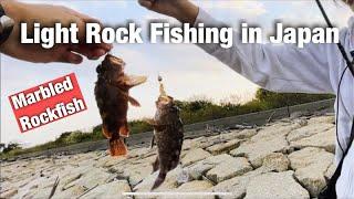 Light Rock Fishing in Japan Marbled Rockfish / Kasago カサゴ