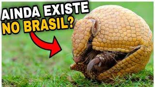 5 Animais Que Sao Encontrados Apenas em Terras Brasileiras