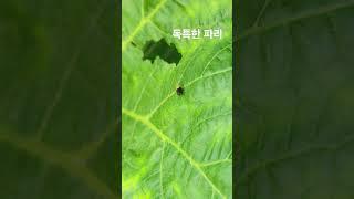 #파리 한 종류인듯