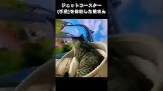 初めてジェットコースター手動を体験した猫さん