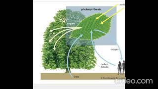 PHOTOSYNTHESIS- The Life Saver on Earth.. #ytshorts #shortsvideo #shorts