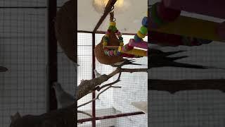 Master Cage for Birds - Mix Birds Aviary