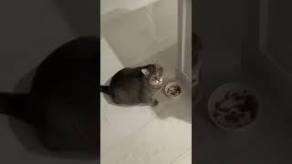 We Are Watching You | Cat's Life | Igor Krasnoperov #Shorts