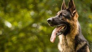 german shepherd Lexus (Ares Slovraj) - Tricks I.