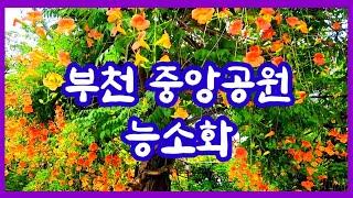 부천 중앙공원 - 수도권 능소화 스팟 모습은? 태안 베버나 벌판도 만나봐야지. #능소화 #부천중앙공원 #베버나