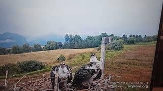 Explore Charlo Osprey cam GBH flies over nest