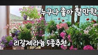 누구나 좋아할만한 리갈제라늄 5종 추천 합니다