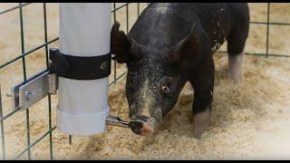 Sturdy, Lightweight PVC Pig Waterer