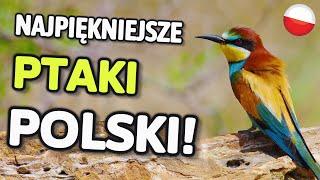 THE MOST BEAUTIFUL birds in ALL of Poland - TOP 10 list 