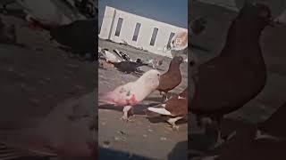 white pigeon attitude  level