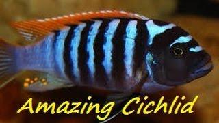 African Mbuna Cichlid