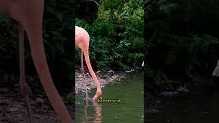 Is it true? Does a Flamingo feed blood to its baby?