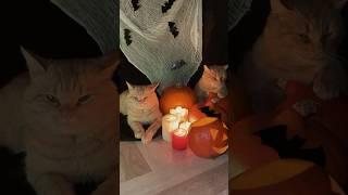 Хэллоуин  близко #cat #рыжийкот #кот #котик #животные #хэллоуин #halloween2024 #animals