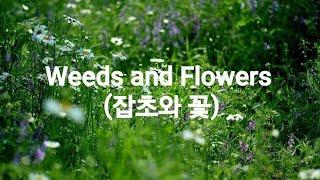 Weeds and Flowers (잡초와 꽃)