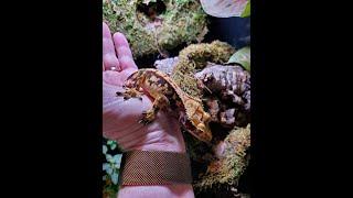 Ozark Mountain Crested Geckos Some of my Geckos