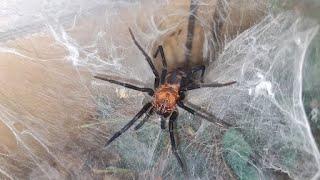 Vogelspinnen Tarantulas Linothele Fallax fleißig