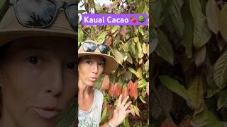 Admiring the color of the flush (new growth) on the cacao trees- Trinitario varieties 