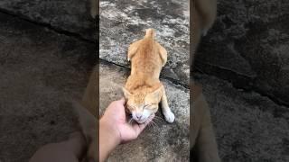 Good Boy #cat #catlover #nature #dog #catfunny #viral #shorts #viralshorts #video #shortvideo