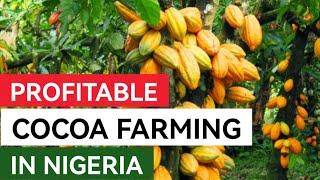 How To Start A Profitable Cocoa Farm in Nigeria | Step By Step Guide